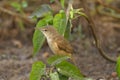 Eurasian reed warbler or reed warbler
